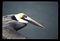 10665-00005-Pelicans, Cormorants and Anhingas-Brown Pelican.jpg