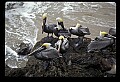 10665-00006-Pelicans, Cormorants and Anhingas-Brown Pelican.jpg