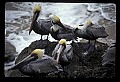 10665-00007-Pelicans, Cormorants and Anhingas-Brown Pelican.jpg