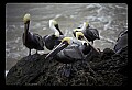 10665-00008-Pelicans, Cormorants and Anhingas-Brown Pelican.jpg