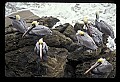 10665-00010-Pelicans, Cormorants and Anhingas-Brown Pelican.jpg