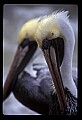 10665-00011-Pelicans, Cormorants and Anhingas-Brown Pelican.jpg