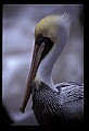 10665-00013-Pelicans, Cormorants and Anhingas-Brown Pelican.jpg