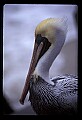 10665-00014-Pelicans, Cormorants and Anhingas-Brown Pelican.jpg