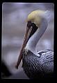 10665-00015-Pelicans, Cormorants and Anhingas-Brown Pelican.jpg