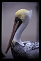 10665-00017-Pelicans, Cormorants and Anhingas-Brown Pelican.jpg