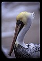10665-00018-Pelicans, Cormorants and Anhingas-Brown Pelican.jpg