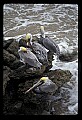 10665-00019-Pelicans, Cormorants and Anhingas-Brown Pelican.jpg