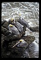 10665-00020-Pelicans, Cormorants and Anhingas-Brown Pelican.jpg