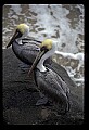 10665-00021-Pelicans, Cormorants and Anhingas-Brown Pelican.jpg