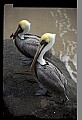 10665-00022-Pelicans, Cormorants and Anhingas-Brown Pelican.jpg