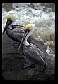 10665-00023-Pelicans, Cormorants and Anhingas-Brown Pelican.jpg