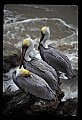 10665-00024-Pelicans, Cormorants and Anhingas-Brown Pelican.jpg