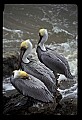 10665-00025-Pelicans, Cormorants and Anhingas-Brown Pelican.jpg