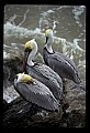 10665-00026-Pelicans, Cormorants and Anhingas-Brown Pelican.jpg