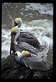10665-00027-Pelicans, Cormorants and Anhingas-Brown Pelican.jpg