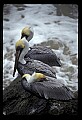 10665-00028-Pelicans, Cormorants and Anhingas-Brown Pelican.jpg