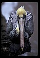 10665-00031-Pelicans, Cormorants and Anhingas-Brown Pelican.jpg