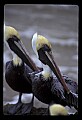 10665-00034-Pelicans, Cormorants and Anhingas-Brown Pelican.jpg
