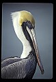 10665-00044-Pelicans, Cormorants and Anhingas-Brown Pelican.jpg