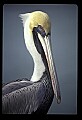 10665-00046-Pelicans, Cormorants and Anhingas-Brown Pelican.jpg