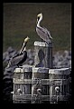 10665-00047-Pelicans, Cormorants and Anhingas-Brown Pelican.jpg