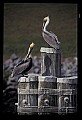 10665-00048-Pelicans, Cormorants and Anhingas-Brown Pelican.jpg