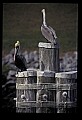 10665-00051-Pelicans, Cormorants and Anhingas-Brown Pelican.jpg