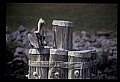 10665-00052-Pelicans, Cormorants and Anhingas-Brown Pelican.jpg
