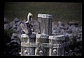 10665-00053-Pelicans, Cormorants and Anhingas-Brown Pelican.jpg
