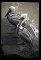 10665-00055-Pelicans, Cormorants and Anhingas-Brown Pelican.jpg