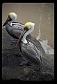 10665-00056-Pelicans, Cormorants and Anhingas-Brown Pelican.jpg