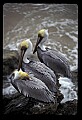10665-00057-Pelicans, Cormorants and Anhingas-Brown Pelican.jpg