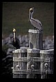 10665-00058-Pelicans, Cormorants and Anhingas-Brown Pelican.jpg