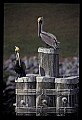 10665-00059-Pelicans, Cormorants and Anhingas-Brown Pelican.jpg