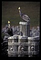 10665-00060-Pelicans, Cormorants and Anhingas-Brown Pelican.jpg