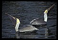 10665-00066-Pelicans, Cormorants and Anhingas-Brown Pelican.jpg