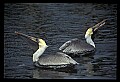 10665-00067-Pelicans, Cormorants and Anhingas-Brown Pelican.jpg