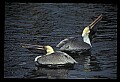 10665-00068-Pelicans, Cormorants and Anhingas-Brown Pelican.jpg