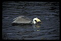 10665-00069-Pelicans, Cormorants and Anhingas-Brown Pelican.jpg