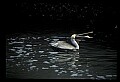10665-00070-Pelicans, Cormorants and Anhingas-Brown Pelican.jpg