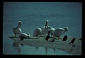 10665-00076-Pelicans, Cormorants and Anhingas-Brown Pelican.jpg