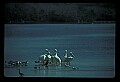 10665-00077-Pelicans, Cormorants and Anhingas-Brown Pelican.jpg