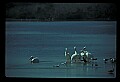 10665-00078-Pelicans, Cormorants and Anhingas-Brown Pelican.jpg
