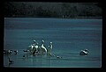 10665-00079-Pelicans, Cormorants and Anhingas-Brown Pelican.jpg