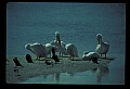 10665-00080-Pelicans, Cormorants and Anhingas-Brown Pelican.jpg
