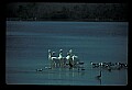 10665-00081-Pelicans, Cormorants and Anhingas-Brown Pelican.jpg
