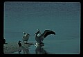10665-00082-Pelicans, Cormorants and Anhingas-Brown Pelican.jpg