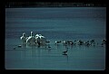 10665-00083-Pelicans, Cormorants and Anhingas-Brown Pelican.jpg