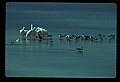 10665-00084-Pelicans, Cormorants and Anhingas-Brown Pelican.jpg